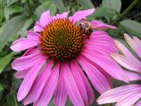 Rudbekie (Echinacea purpurea) Rudbekie (Echinacea purpurea)