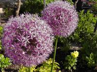 Česnek (Allium)