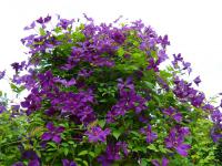 Plamenek (Clematis)