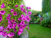 Petunie - pohled z rána (Petunia)