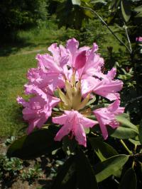 Rhododendron x hybridum - velkokvětý hybrid