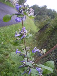 Plamének bolševníkolistý (Clematis heracleifolia)