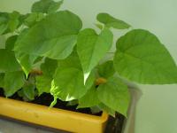 Katalpa bignóniovitá (Catalpa bignonioides)