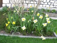 Narcis (Narcissus)