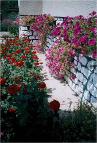 Petunie (Petunia)