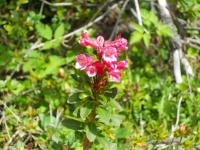 Pěnišník rezavý (Rhododendron ferrugineum)