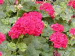 Pelargonium zonale - muškát Pelargonium zonale - muškát