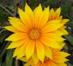 Gazania x splendens Gazania x splendens