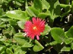 Aptenia cordifolia Aptenia cordifolia