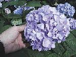 Hydrangea macrophylla - Hortenzia Hydrangea macrophylla - Hortenzia