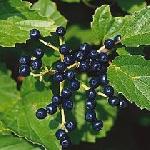 Arrowwood Viburnum Arrowwood Viburnum
