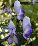 Aconitum cammarum 'Bicolor' Aconitum cammarum 'Bicolor'
