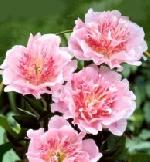Paeonia lactiflora 'Do Tell' - Peony Paeonia lactiflora 'Do Tell' - Peony