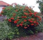 Campsis x tagliabuana 'Madame Galen' - Trumpet Vine Campsis x tagliabuana 'Madame Galen' - Trumpet Vine