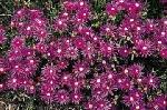 Delosperma cooperi - Hardy ice plant, Trailing ice plant Delosperma cooperi - Hardy ice plant, Trailing ice plant