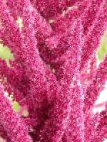 Amaranthus-Hybriden - Fuchsschwanz Amaranthus-Hybriden - Fuchsschwanz