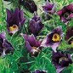 Pulsatilla vulgaris - Pasque Flower Pulsatilla vulgaris - Pasque Flower