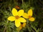 Bidens ferulifolia - Dvouzubec ločidlolistý Bidens ferulifolia - Dvouzubec ločidlolistý