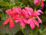 Pelargonium peltatum - pelargonie břečťanolistá Pelargonium peltatum - pelargonie břečťanolistá
