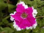 Petunia - převislá petúnie Petunia - převislá petúnie
