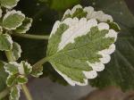 Plectranthus forsteri Plectranthus forsteri