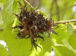 Corilus colurna Corilus colurna