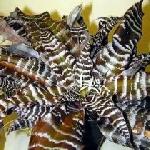 Cryptanthus bivittatus 'Black Mystic' - Earth Star, Starfish Plant Cryptanthus bivittatus 'Black Mystic' - Earth Star, Starfish Plant