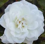 Rosa Aspirin Rose - Rose Rosa Aspirin Rose - Rose