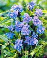 Tradescantia x andersoniana 'Concord Grape' - Virginia Spiderwort Tradescantia x andersoniana 'Concord Grape' - Virginia Spiderwort
