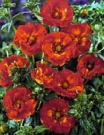 Potentilla nepalensis 'Emilie' - Cinquefoil Potentilla nepalensis 'Emilie' - Cinquefoil