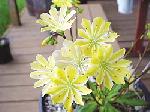 Lewisia cotyledon - Lewisie Lewisia cotyledon - Lewisie