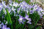 Chionodoxa forbesii - Glory of the Snow Chionodoxa forbesii - Glory of the Snow