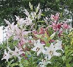 Lilium - lilie Lilium - lilie