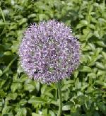 Allium caeruleum - česnek Allium caeruleum - česnek