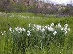Narcissus poeticus L. - narcis Narcissus poeticus L. - narcis