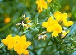 Lotus corniculatus 'Golden Bird' - Bird's Foot Trefoil Lotus corniculatus 'Golden Bird' - Bird's Foot Trefoil