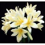 Clivia 'Golden Dragon' - Bush Lily Clivia 'Golden Dragon' - Bush Lily