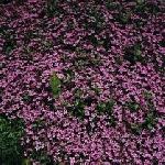 Saponaria officinalis - Soapwort Saponaria officinalis - Soapwort