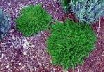 Herniaria glabra - Green Carpet Herniaria glabra - Green Carpet