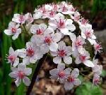 Darmera peltata - Umbrella Plant Darmera peltata - Umbrella Plant