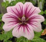 Malva sylvestris 'Zebrina' - French Hollyhock Malva sylvestris 'Zebrina' - French Hollyhock