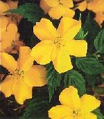 Kerria japonica 'Honshu' - Japanese rose Kerria japonica 'Honshu' - Japanese rose