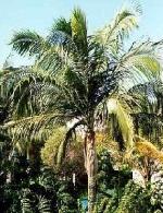 Dictospermum album var rubrum - Hurricane Palm Dictospermum album var rubrum - Hurricane Palm