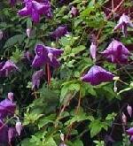 Clematis viticella - Italian Clematis Clematis viticella - Italian Clematis