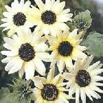 Helianthus annuus 'Italian White' - Sunflower Helianthus annuus 'Italian White' - Sunflower