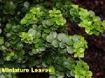 Ilex crenata 'Dwarf Pagoda' - Japanese Holly Ilex crenata 'Dwarf Pagoda' - Japanese Holly