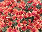 Chrysanthemum indicum - chryzantéma, listopadka Chrysanthemum indicum - chryzantéma, listopadka