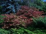 Viburnum plicatum ’Mariesii’ - kalina japonská Viburnum plicatum ’Mariesii’ - kalina japonská
