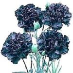 Dianthus caryophyllus 'King of the Blacks' - Carnation Dianthus caryophyllus 'King of the Blacks' - Carnation