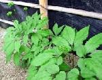 Panax ginseng - Asian ginseng Panax ginseng - Asian ginseng